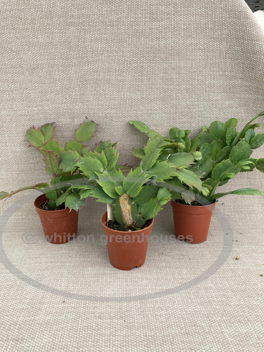2" Growers Choice Collection - 3 plants (image for) 2" Growers Choice Collection - 3 plants