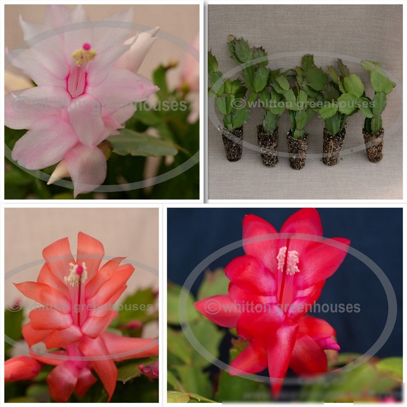 (image for) Thanksgiving/Christmas Cactus - 5 Starter Size Plants - All Different Varieties