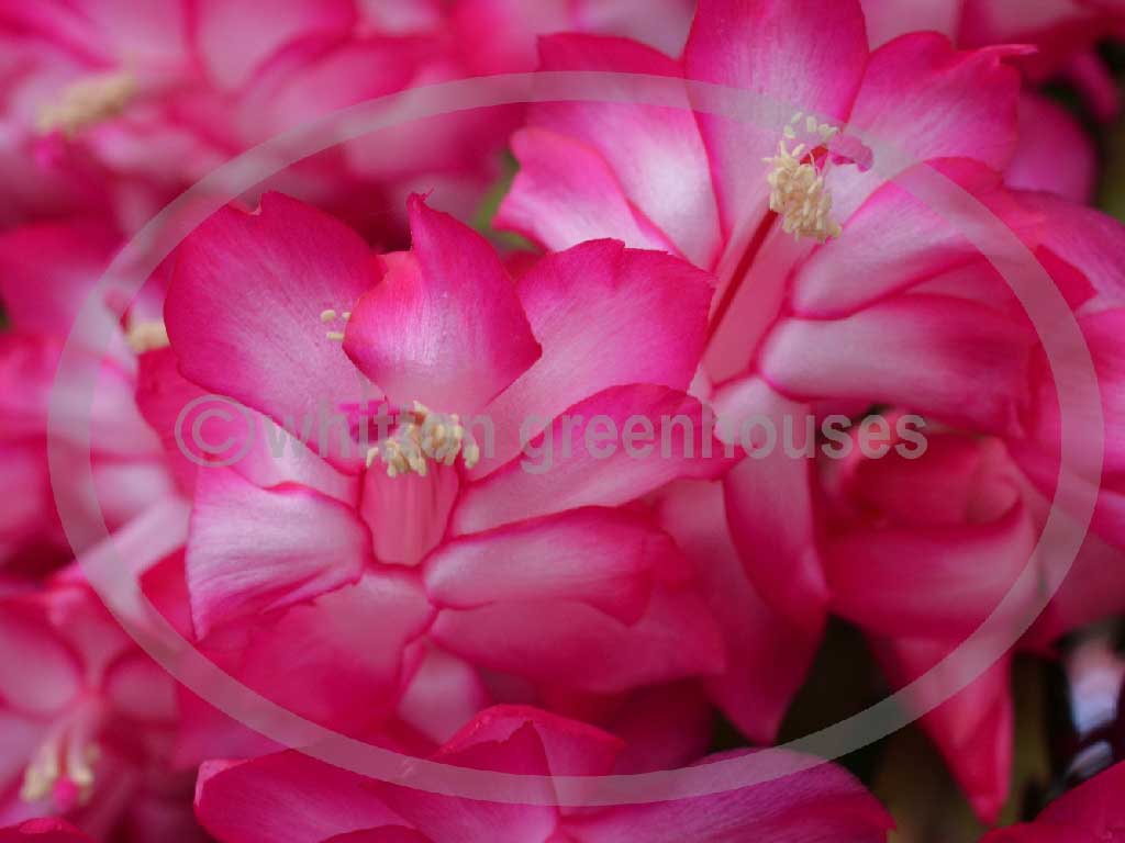 (image for) Lavender Beauty