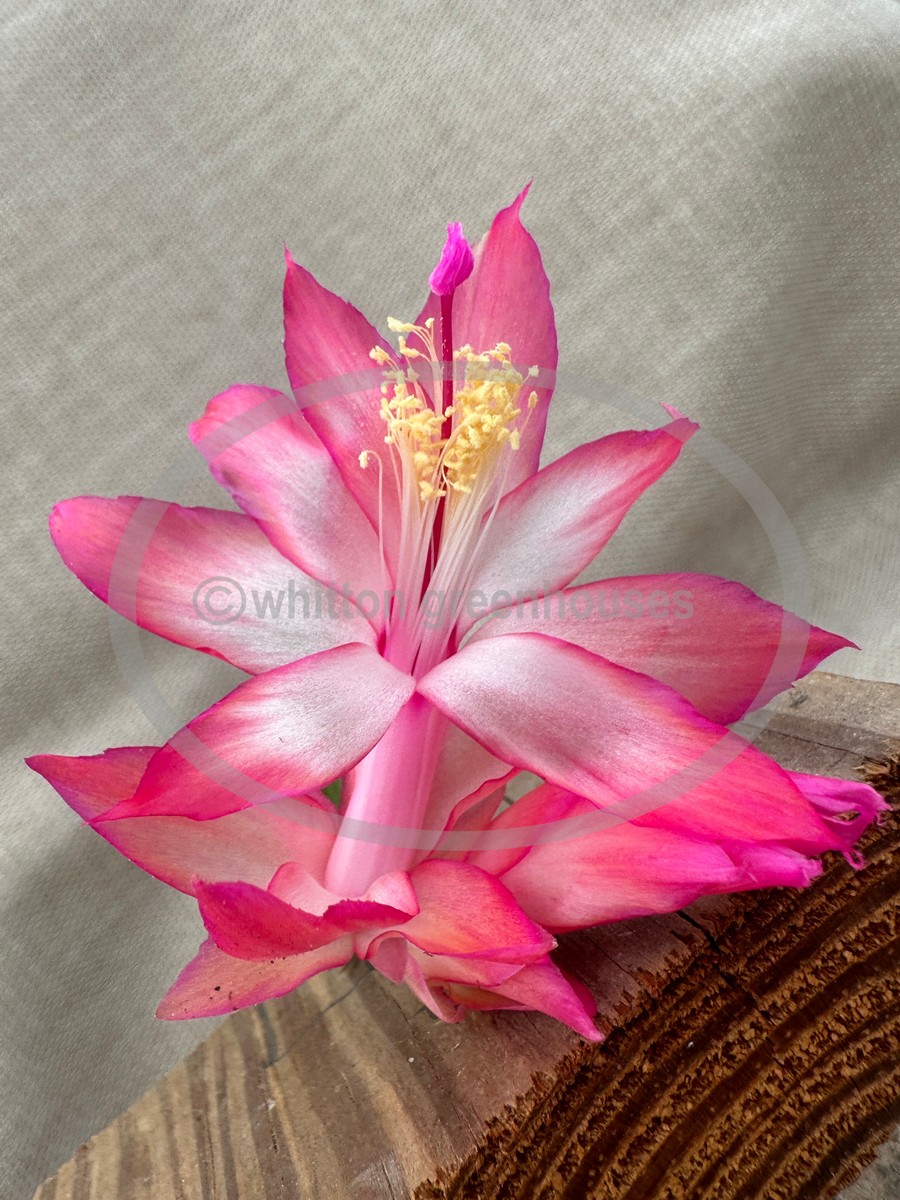 Martia (image for) Martia