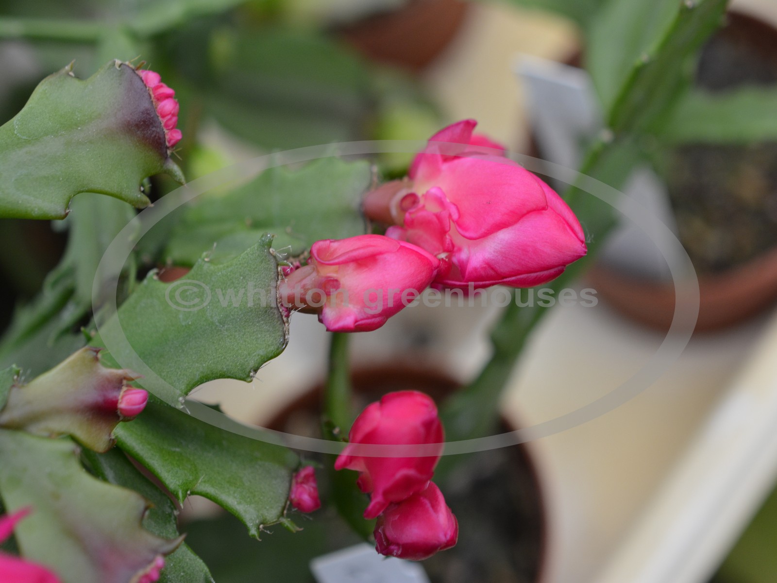 (image for) Thor Wild Pink