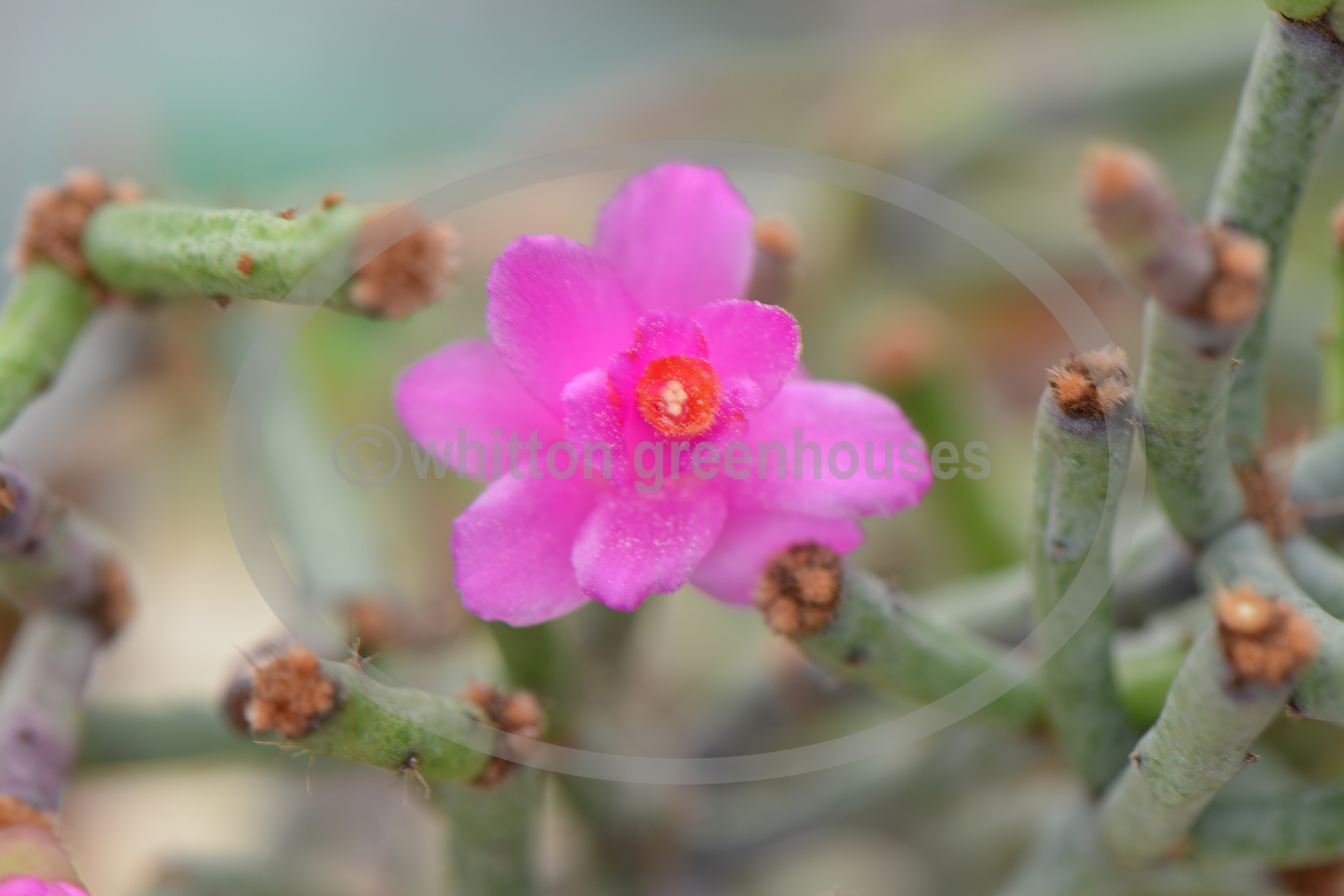 Hatiora herminiae
